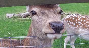 Deer Farm